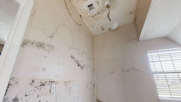 Best Mold Remediation for Rental Properties  in Edwards, MS