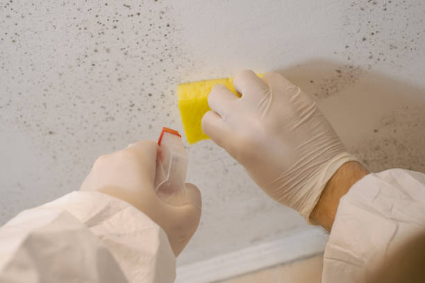 Best Forensic Mold Investigation  in Edwards, MS